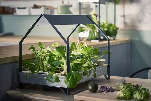 Beginner's Guide to Indoor Hydroponic Gardening(2023)